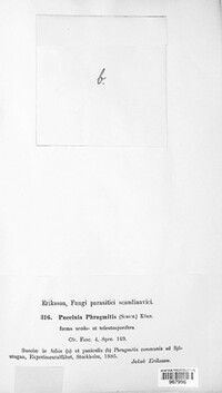 Puccinia phragmitis image